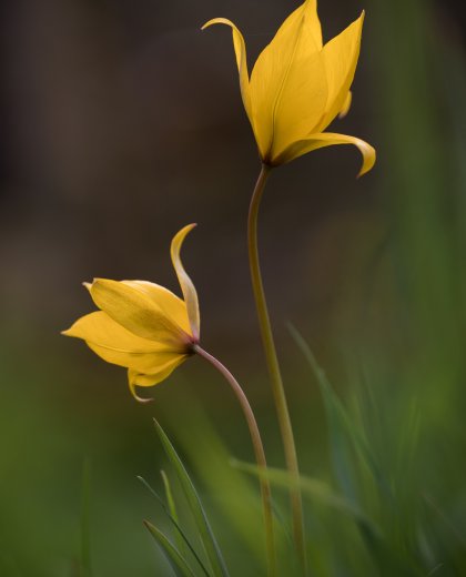 tulipe des vignes
                                  