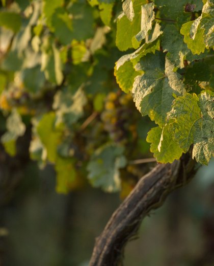 muré_automneAE3A5123
                                  