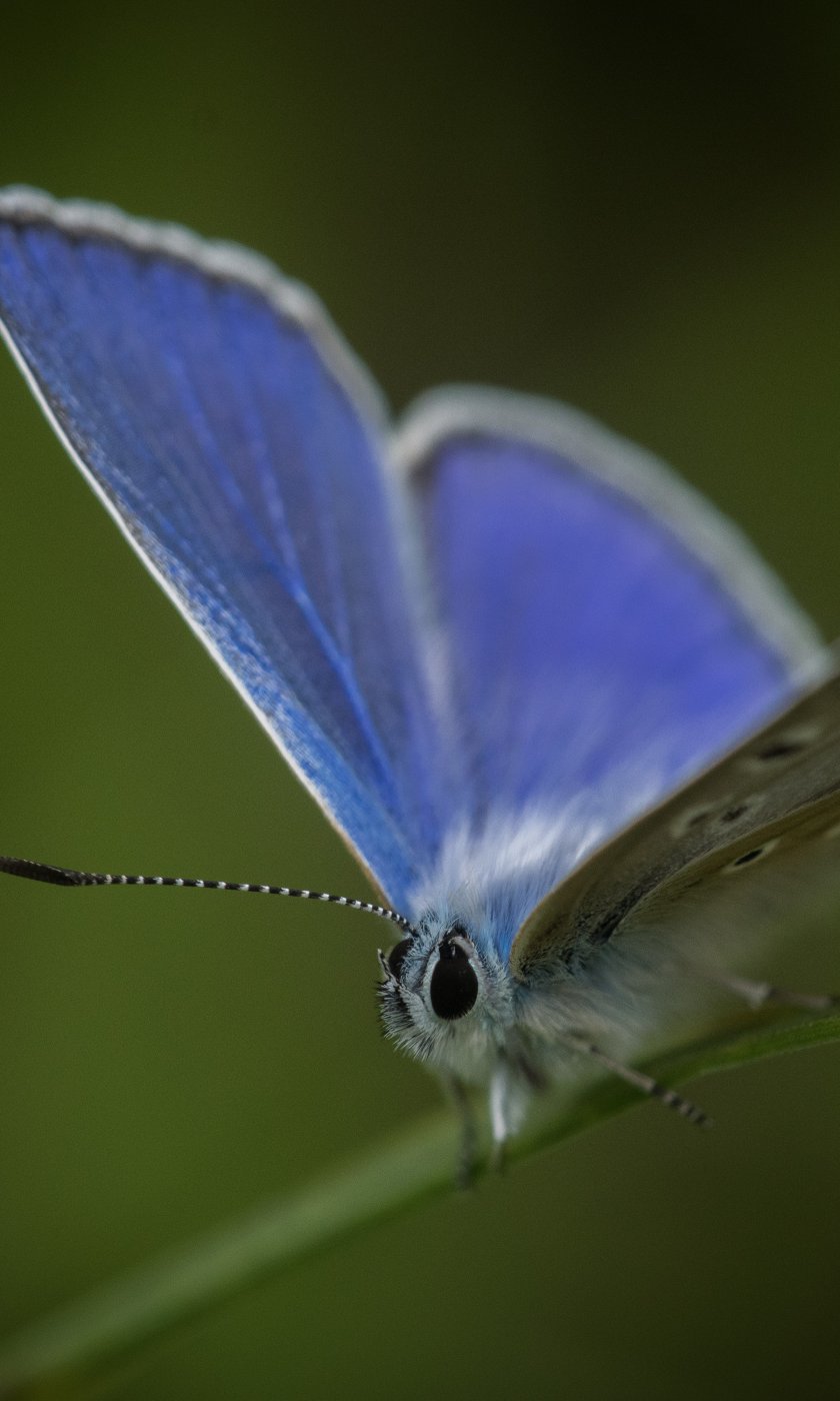 papillon argus bleu
		  